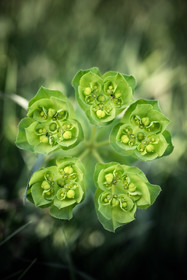 Euphorbe