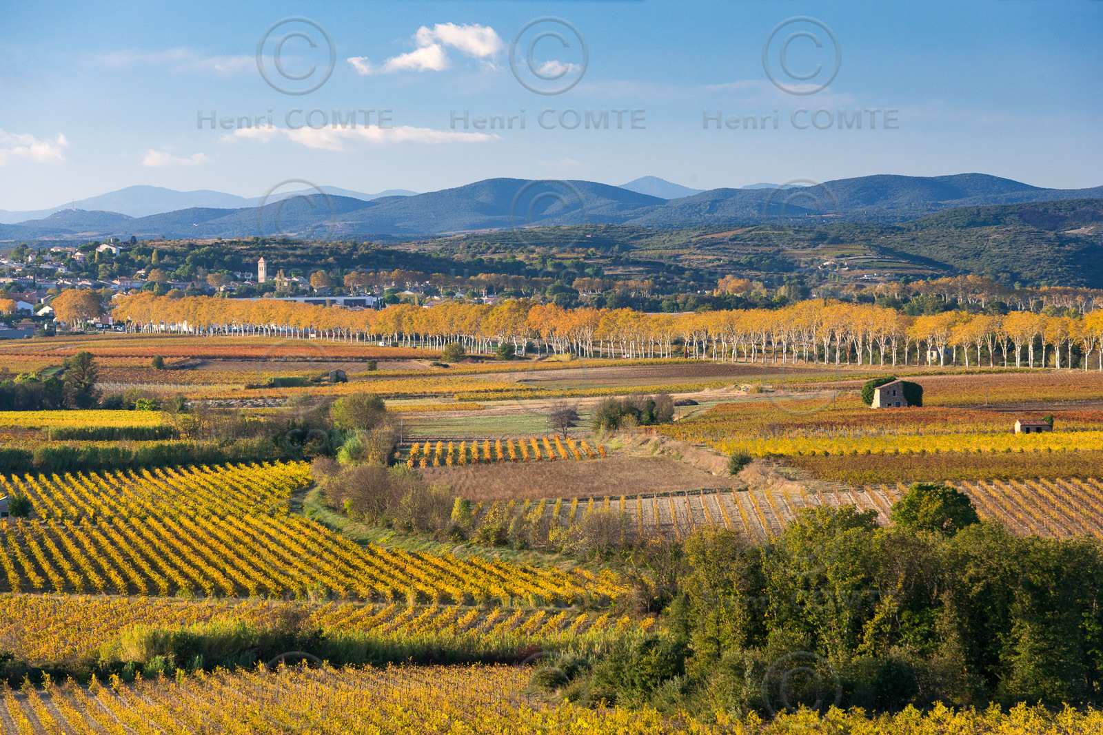 Vignoble à l'automne