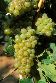 Grappe de raisins