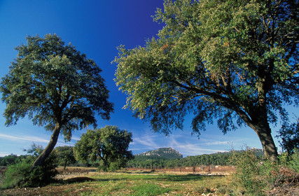 Pic Saint Loup