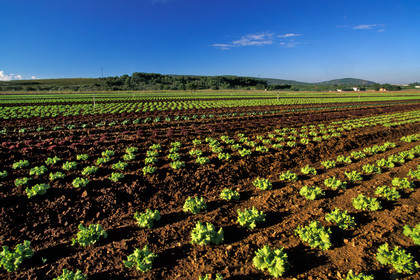 Agriculture