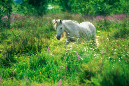 Camarguais