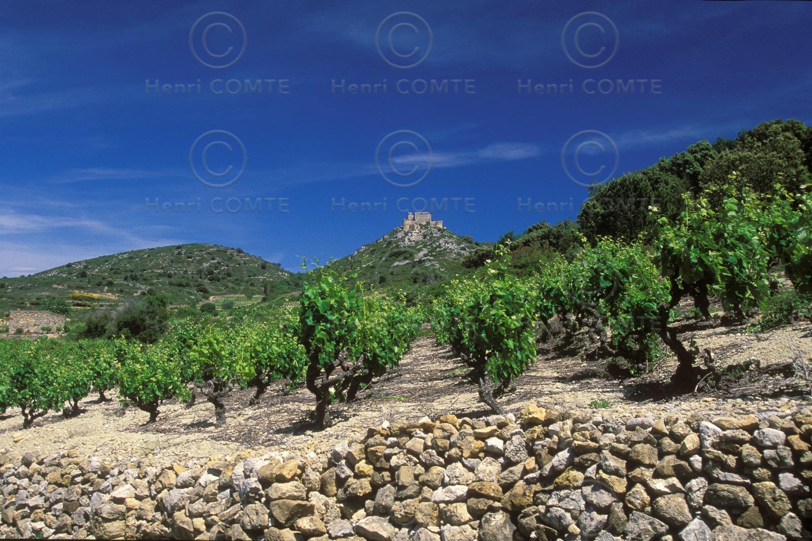 Vignoble des Corbieres