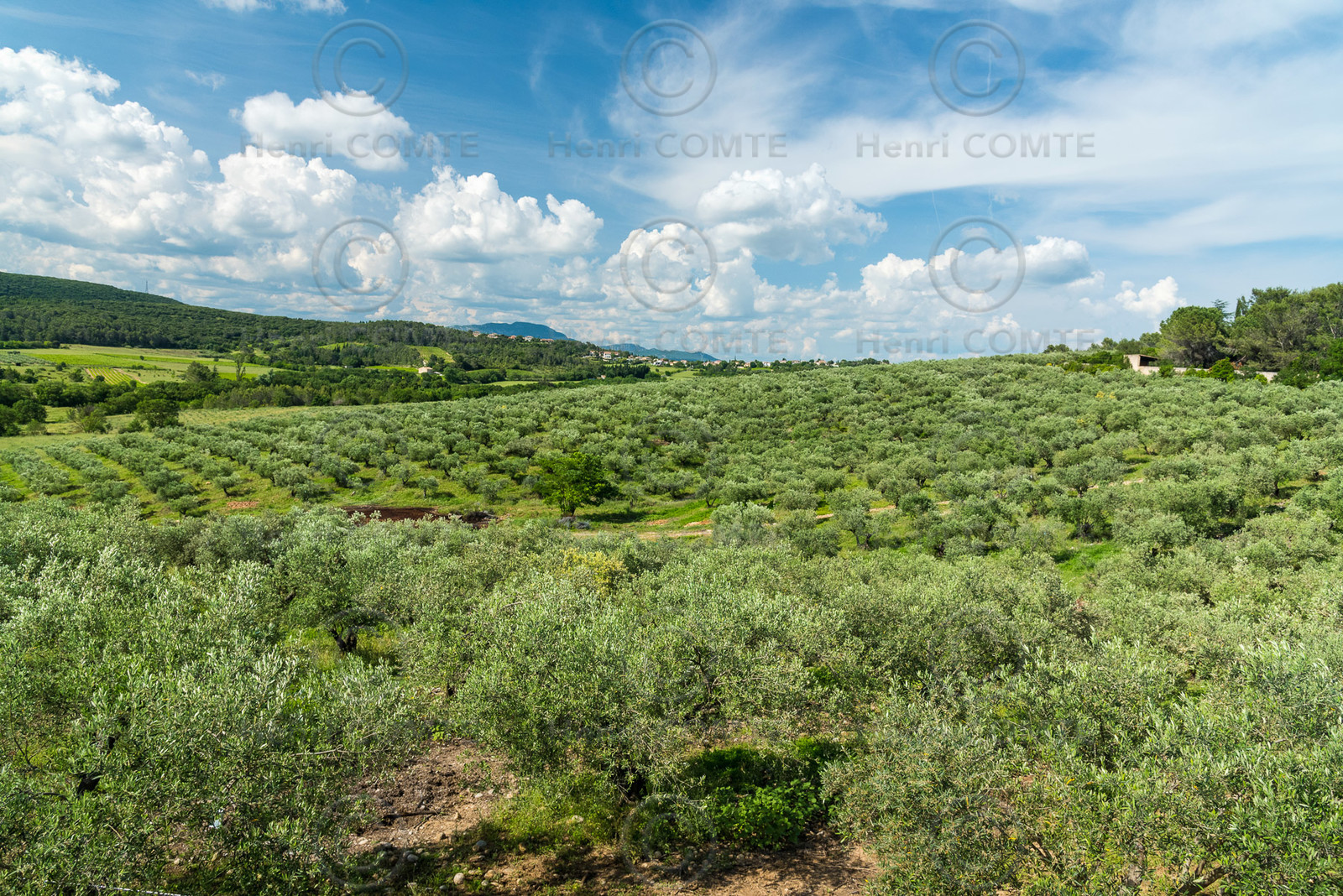 Domaine de l'Oulivie