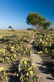 Figues de barbarie