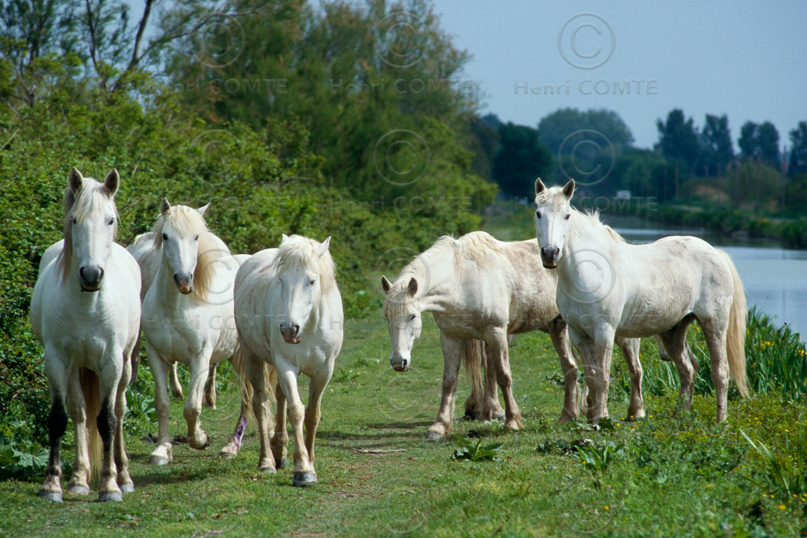 Camarguais
