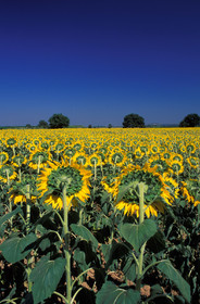 Tournesols