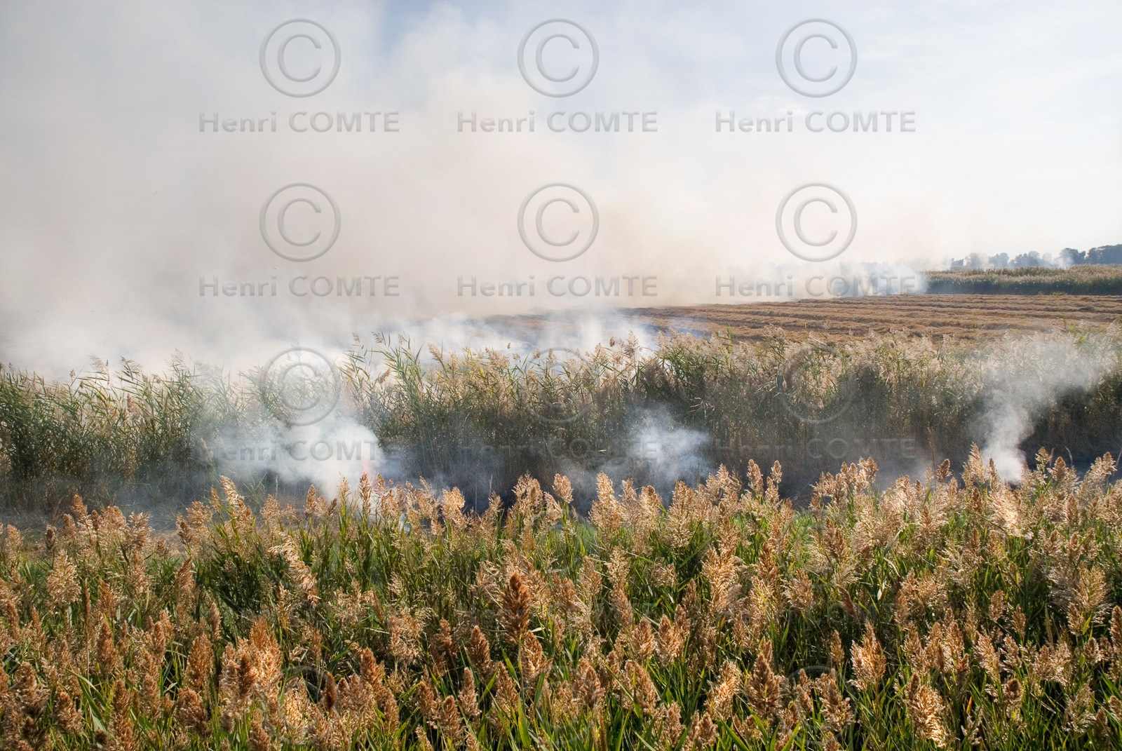 Brulis de roseaux