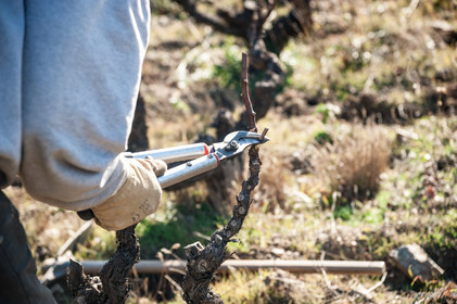 Travail Vigne