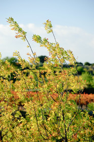 Vignes du Pays de Thau