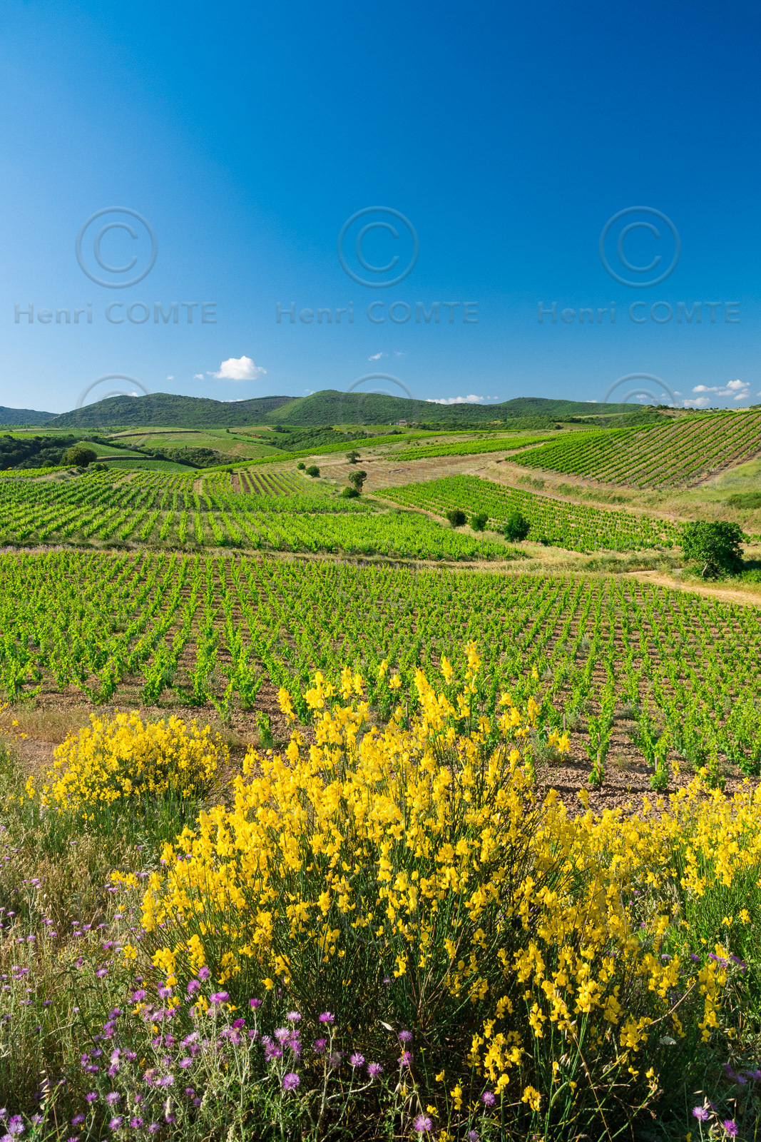 Vignoble de Faugères