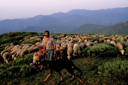 Transhumance en Cévennes