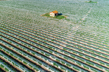 Champs de melons