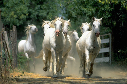 Camarguais