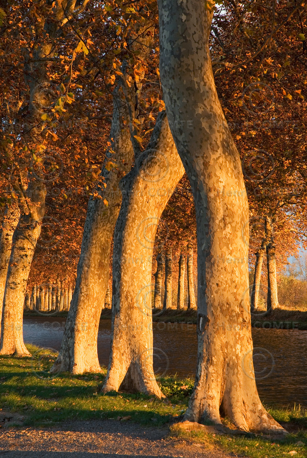 Le canal du Midi