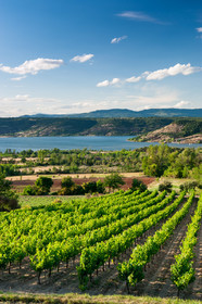 Vignoble Salagou