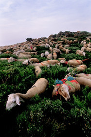 Transhumance en Cévennes