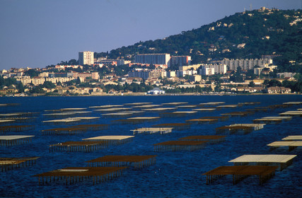 Bassin de Thau
