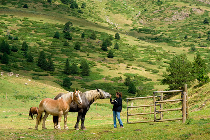 Chevaux