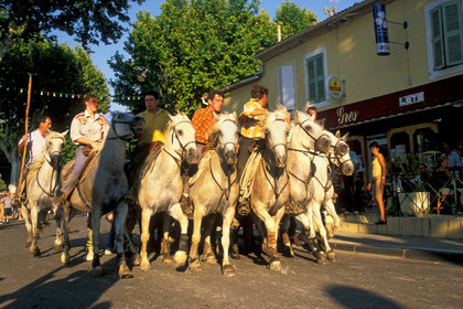 Bouvine en camargue
