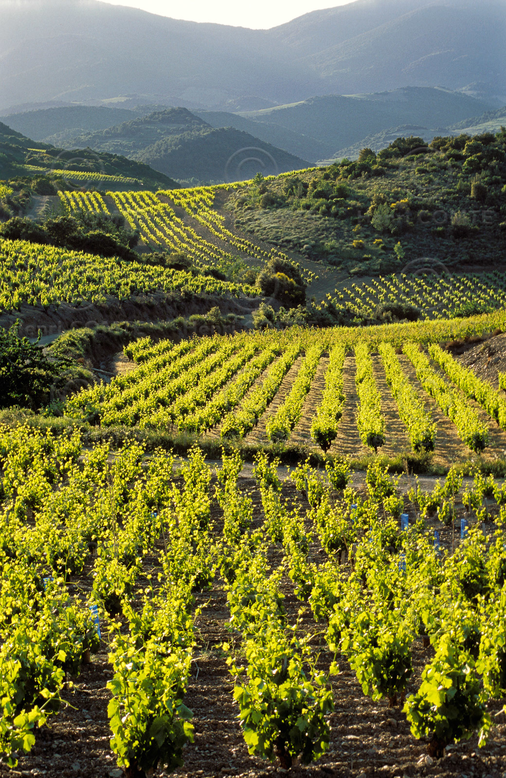 Vignoble Saint Chinian