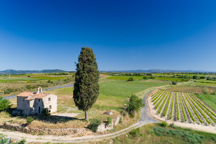 Cyprès