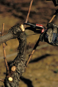 Taille de la vigne