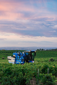 Vendange Faugères