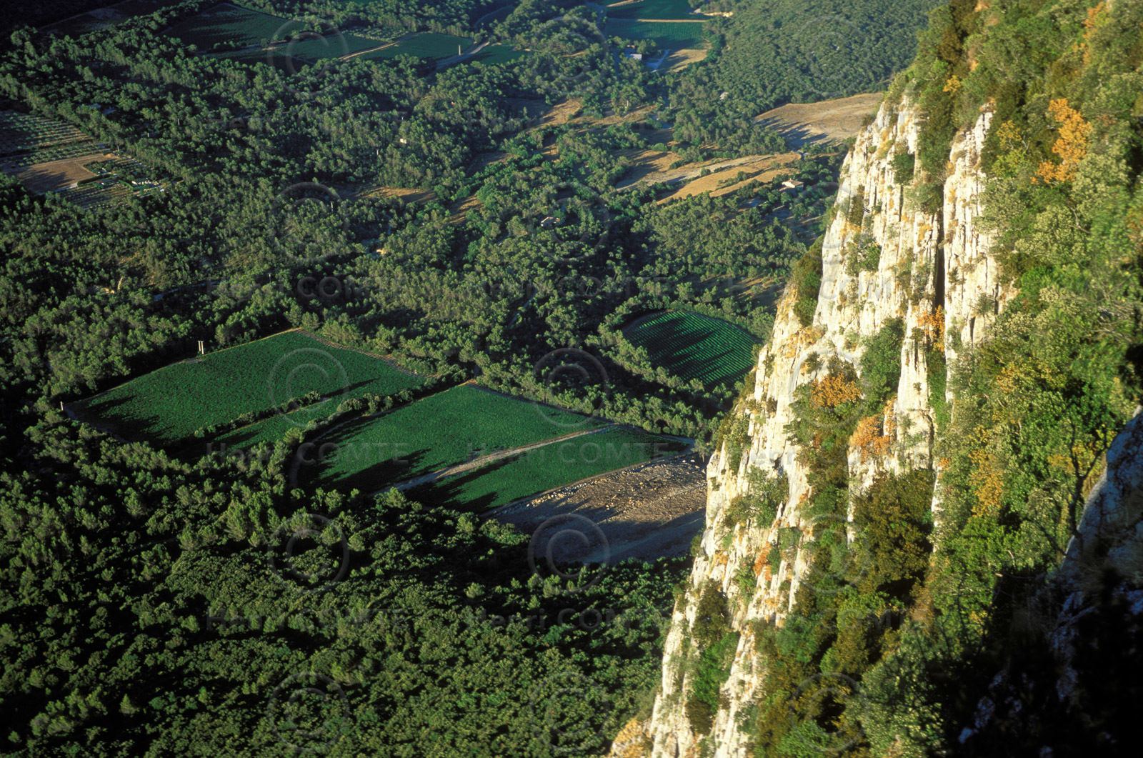 Vignes du pic saint Loup