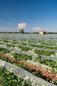Champs de melons