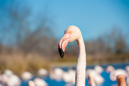 Flamants roses