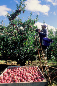 Récolte Pommes