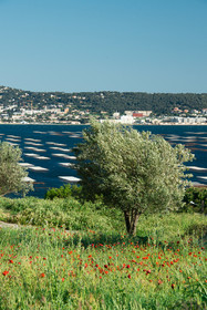 Etang de Thau