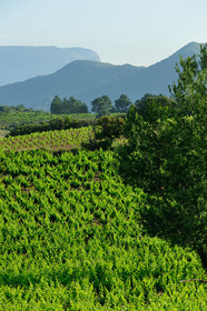 Vignoble Saint Chinian
