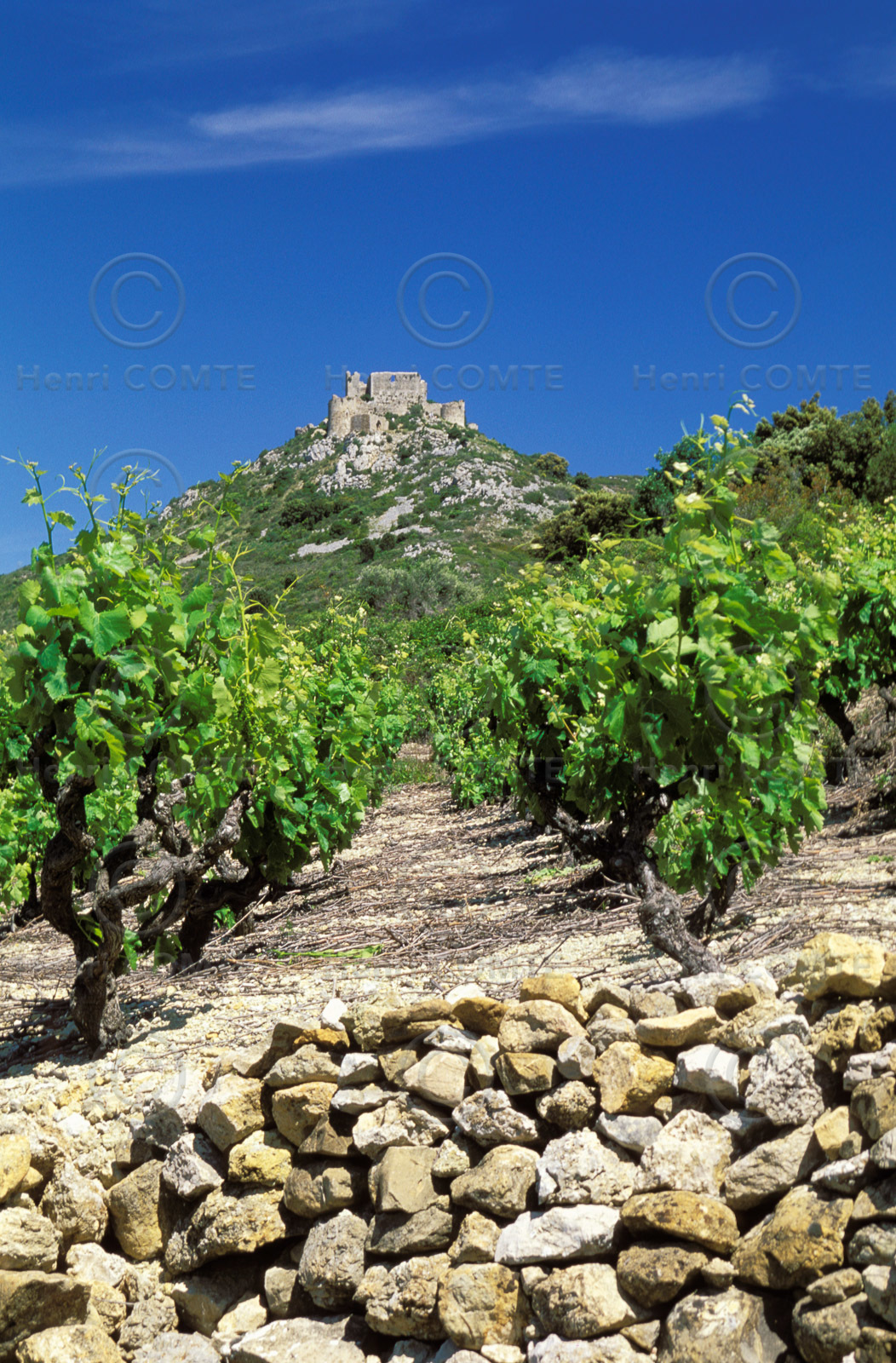 Vignoble des Corbieres