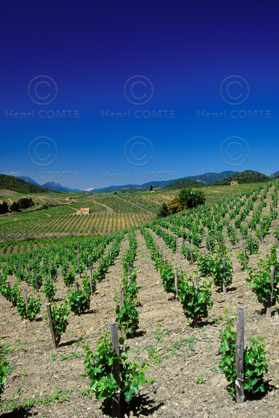 Vignoble du Roussillon