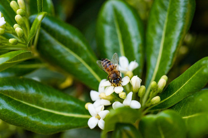 Abeille noire