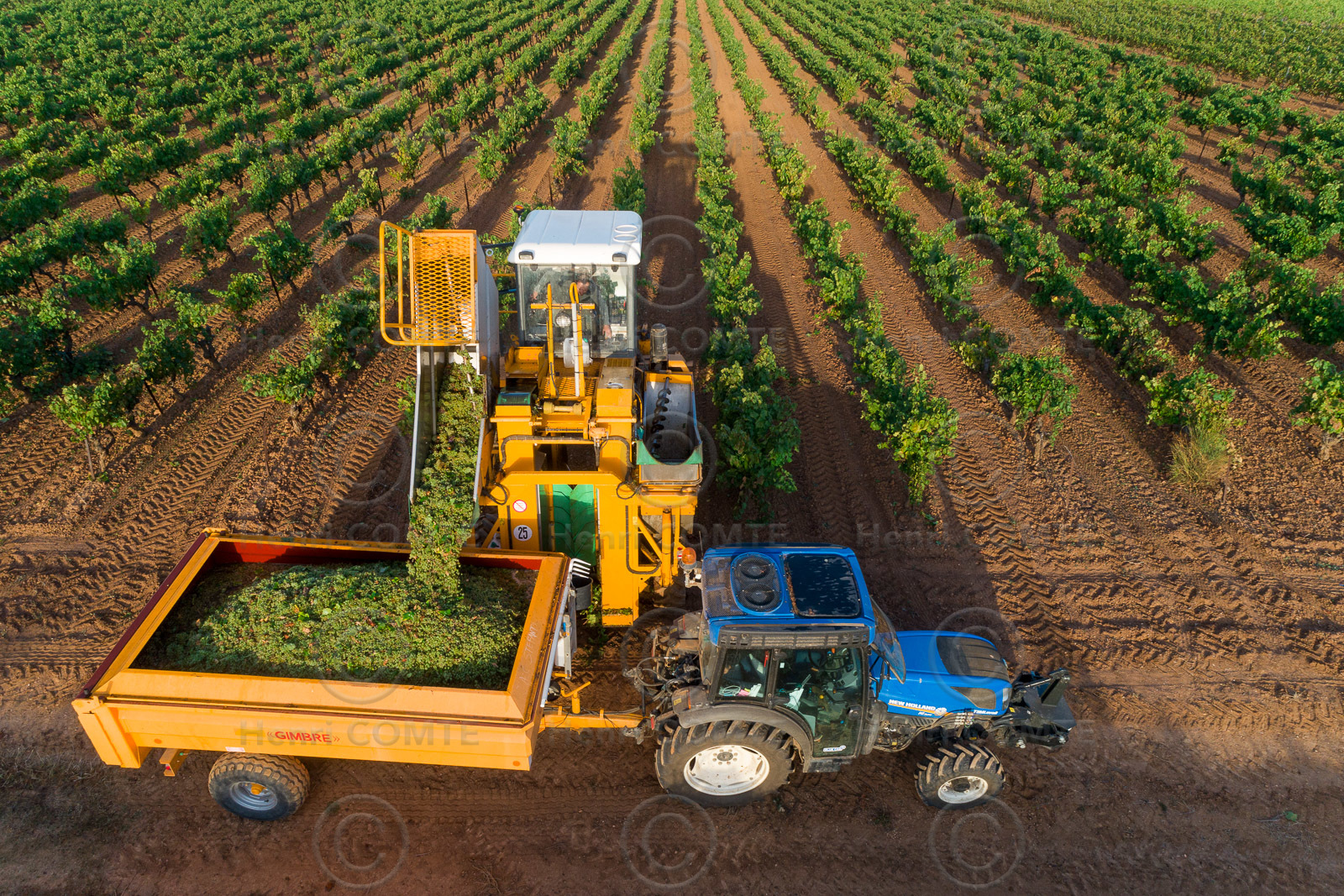 Vendange à la machine
