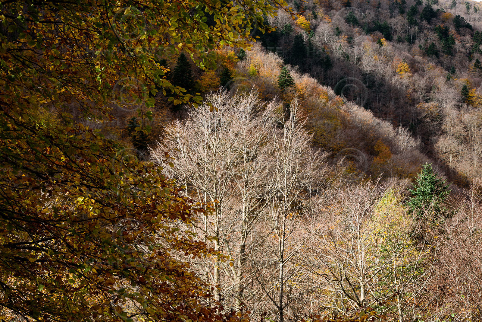 Forêt à l'automne
