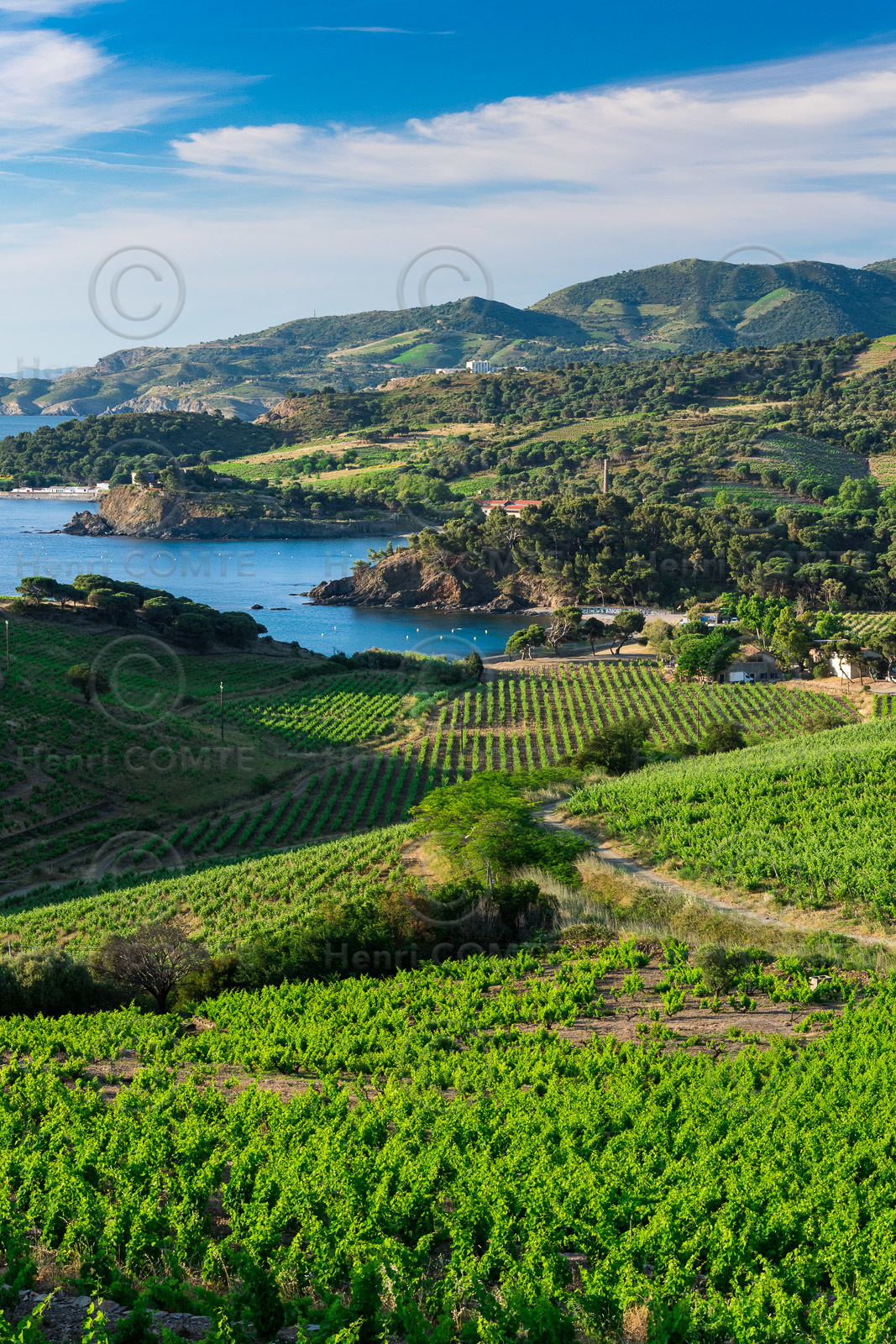 Anse de Paulilles - Vignoble