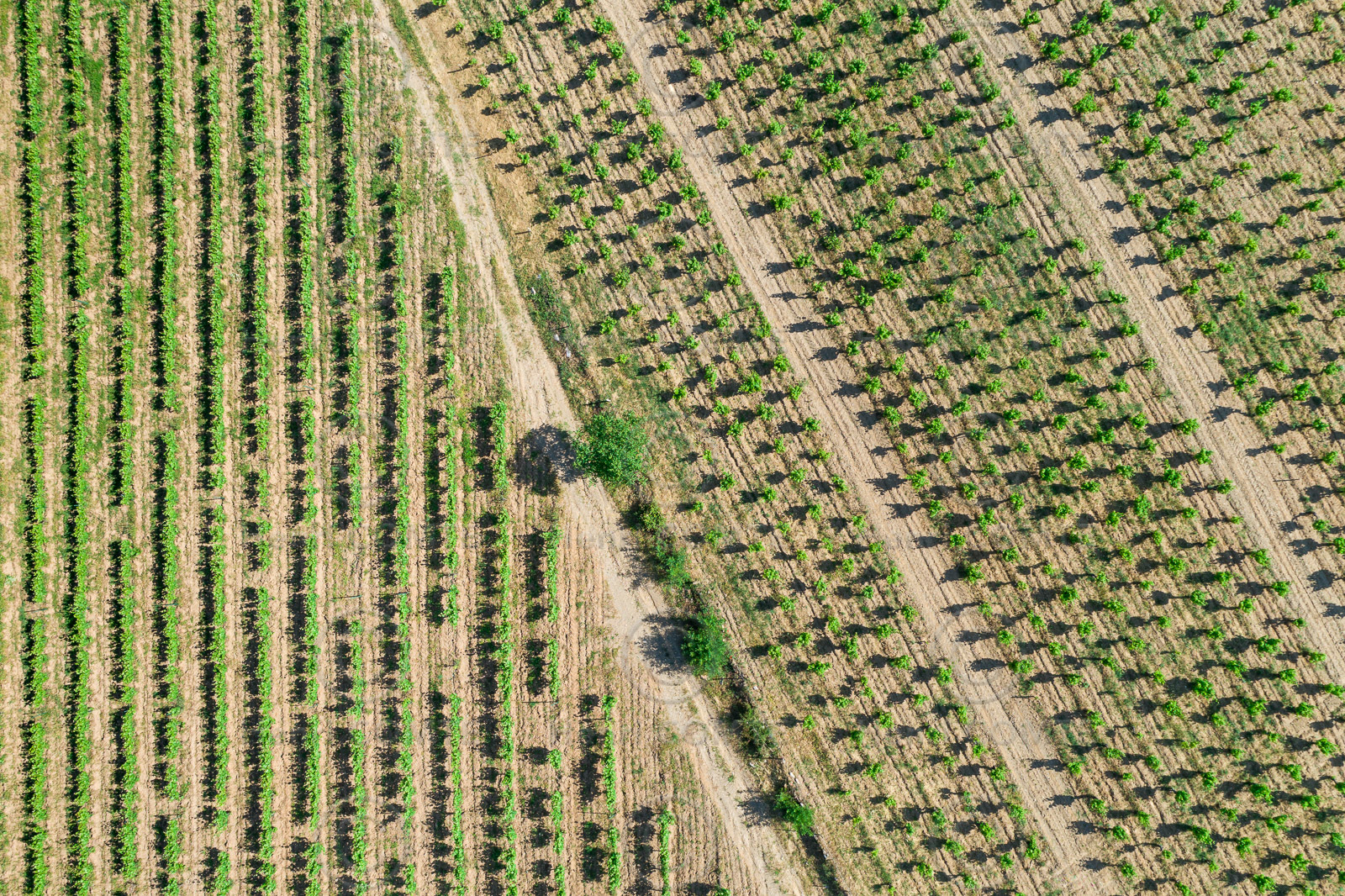 Vignoble de Faugères