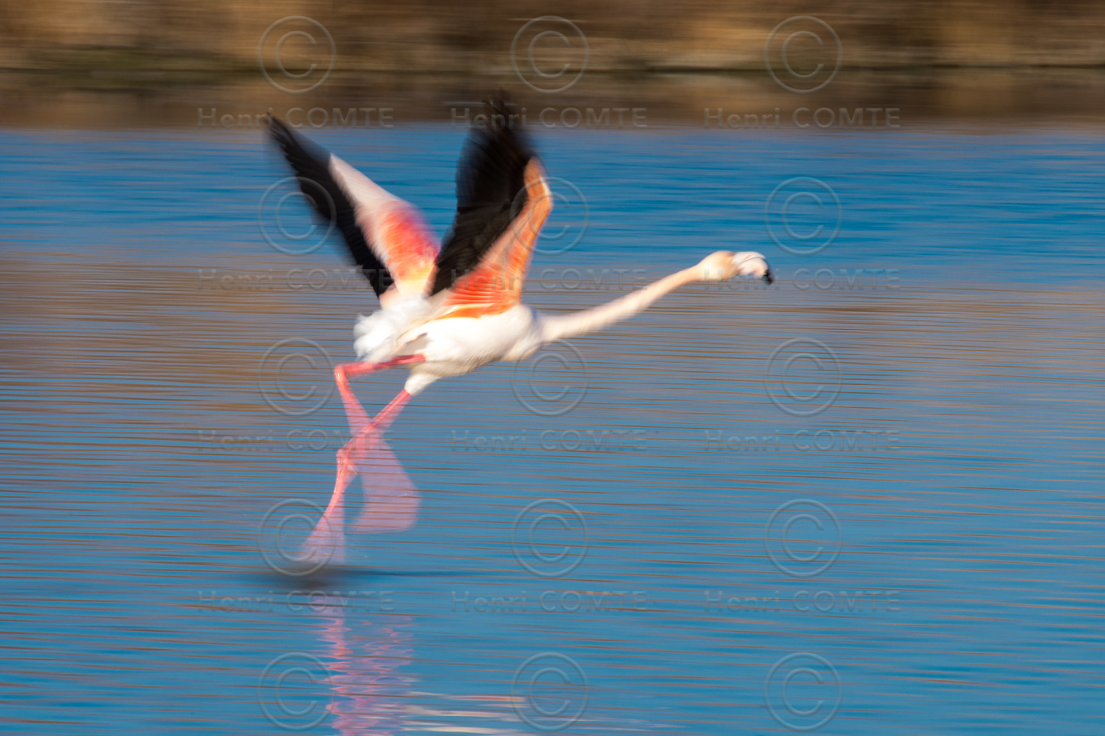 Flamant rose