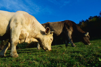 Vaches