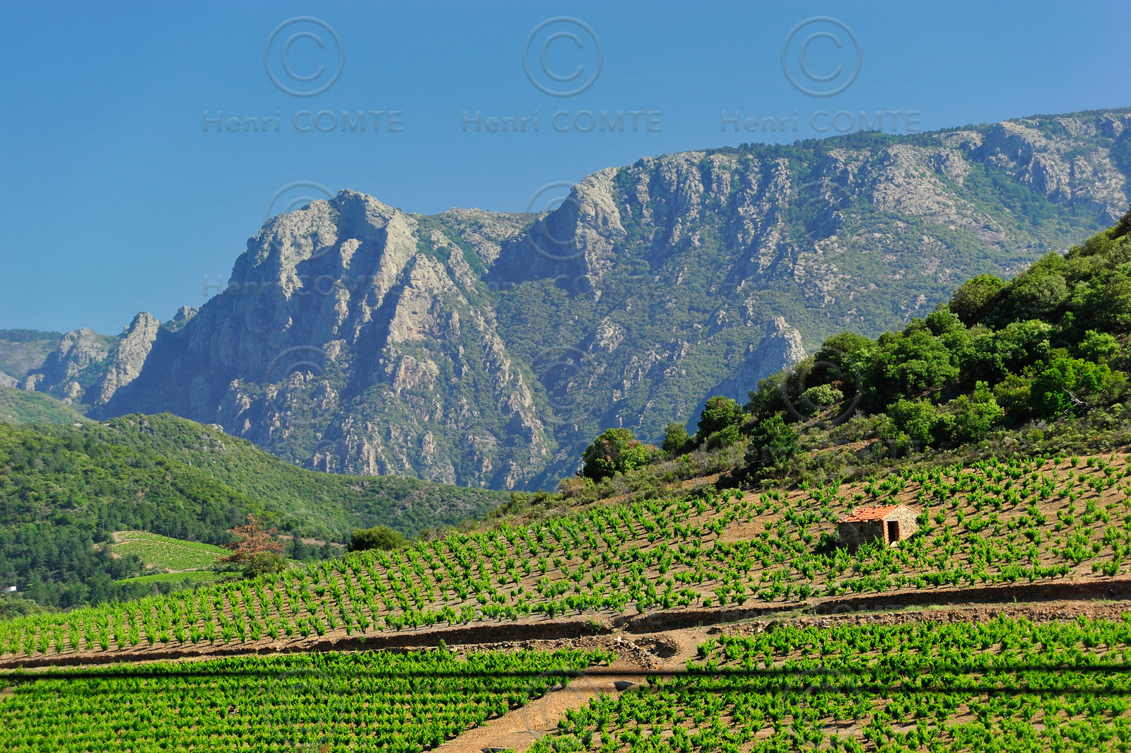 Vignoble Saint Chinian