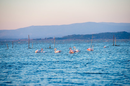 Etang de Bages