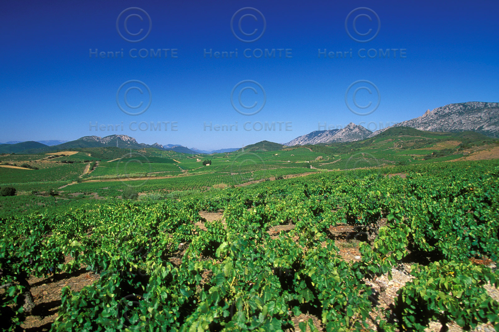 Vignoble du Roussillon