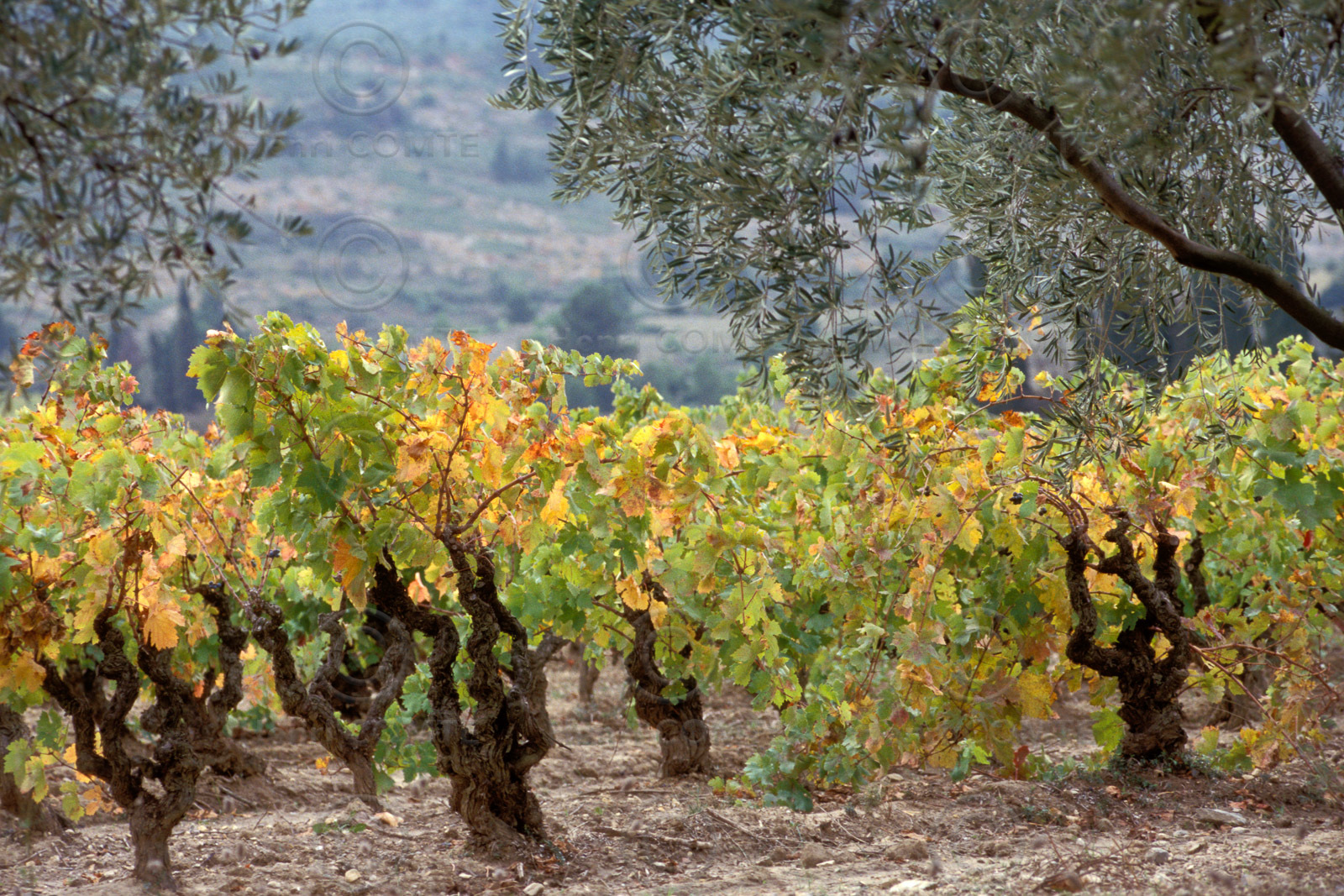 Vignoble des Corbieres