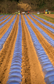 Champ de melons