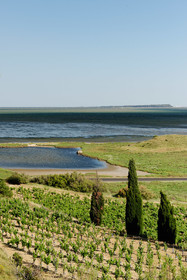 Vignoble des Corbieres