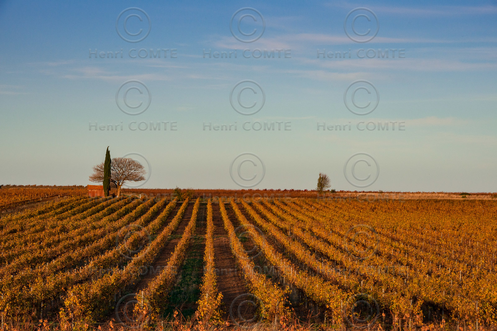 Vignes